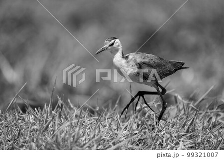Mono African jacana on grass lifting foot 99321007