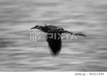 Mono slow pan of African jacana flying 99321094