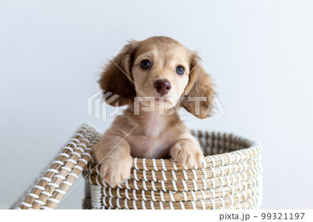 仔犬　カニンヘンダックスフンド 99321197