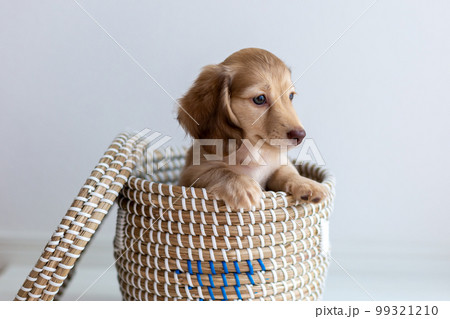 仔犬　カニンヘンダックスフンド 99321210