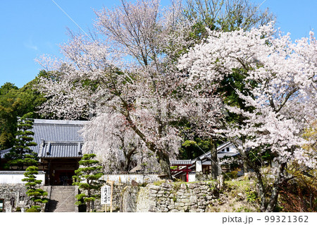 松平郷高月院の華やかなしだれ桜 99321362