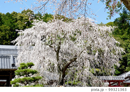 松平郷高月院の華やかなしだれ桜 松平郷高月院の華やかなしだれ桜 99321363