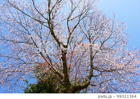 松平郷高月院の桜 99321364