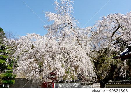 松平郷高月院の華やかなしだれ桜 松平郷高月院の華やかなしだれ桜 99321368