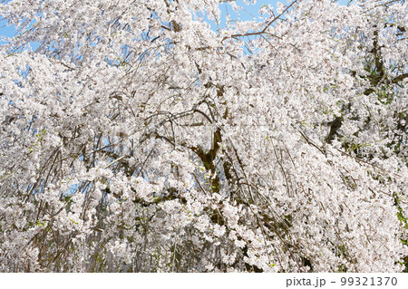 松平郷高月院の華やかなしだれ桜 松平郷高月院の華やかなしだれ桜 99321370
