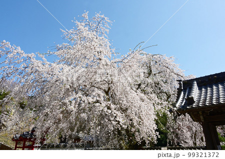松平郷高月院の華やかなしだれ桜 松平郷高月院の華やかなしだれ桜 99321372