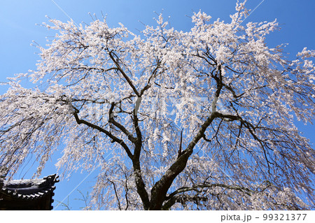 松平郷高月院の華やかなしだれ桜 99321377