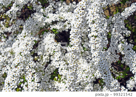 ユキヤナギ（雪柳） 99321542