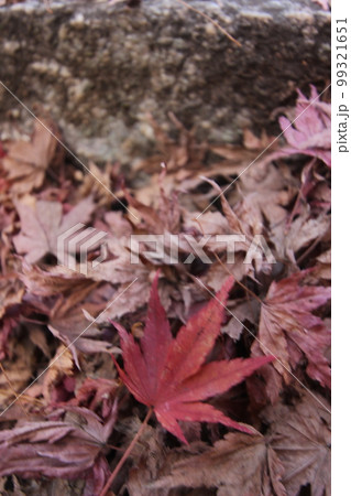 紅葉（モミジ）日本 #秋 #紅葉 #モミジ コピースペース 99321651