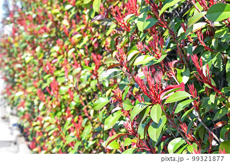 カナメモチ(要黐) カナメモチ(要黐) 99321877