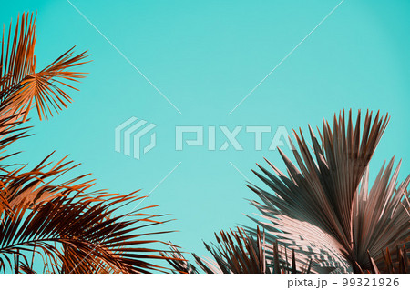 Palm trees against the empty blue sky. 99321926
