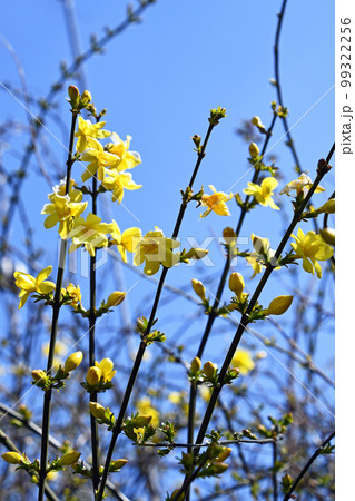 オウバイモドキ（黄梅擬） 99322256