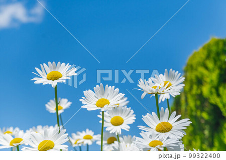 青空とマーガレット 99322400