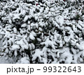 葉っぱの上に積もった雪 99322643