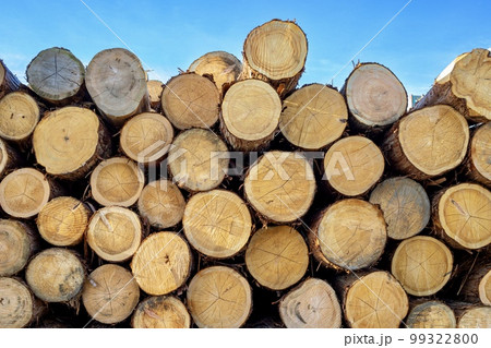 積み上げられた木材 99322800