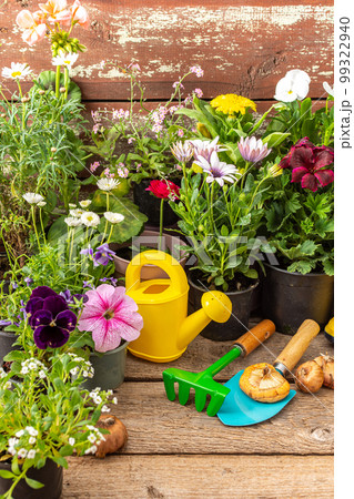 Planting decorative flowers 99322940