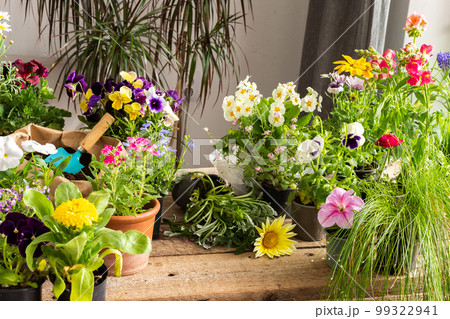 Spring decoration of a home balcony or terrace 99322941