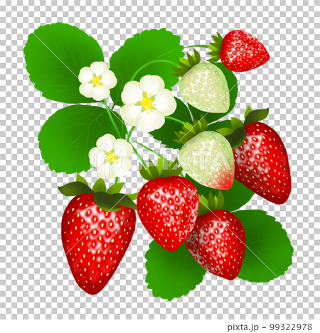 Realistic strawberry and flower illustration 99322978