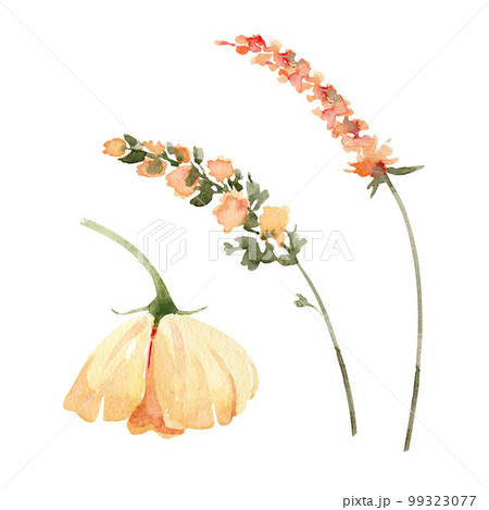Set of watercolor illustrations of yellow and pink flowers on a white background. 99323077