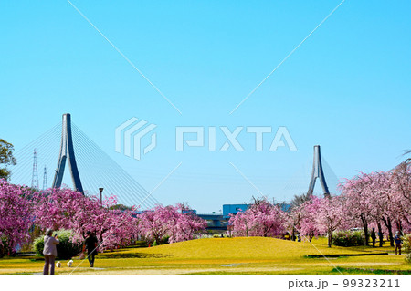 愛知県豊田市水源公園　満開の桜 99323211