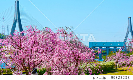 愛知県桜の名所　水源公園の桜 99323238