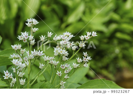 ドルダンプン 花 屋外 99323267