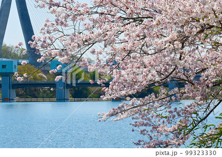 愛知県桜の名所　水源公園の桜 99323330