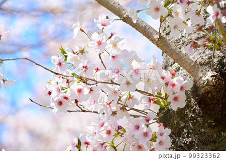愛知県桜の名所　水源公園の桜　 99323362