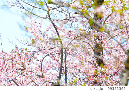 愛知県桜の名所 水源公園の桜 愛知県桜の名所 水源公園の桜 99323363
