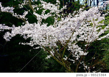 愛知県桜の名所　水源公園の桜　 99323364