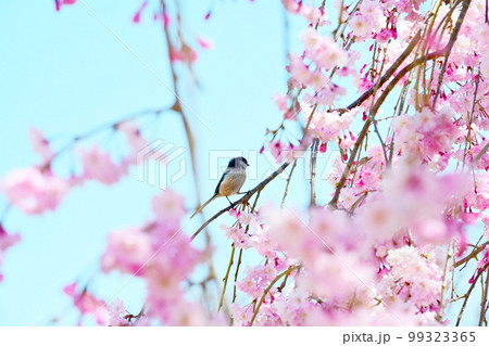 愛知県桜の名所 水源公園の桜と野鳥 99323365