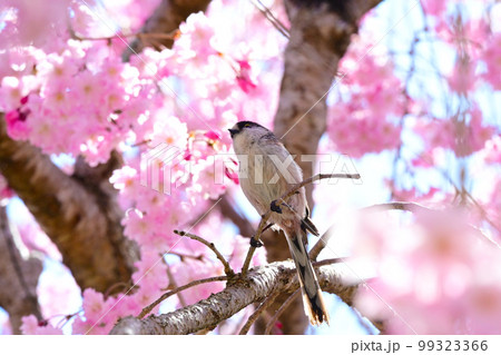 愛知県桜の名所 水源公園の桜と野鳥 愛知県桜の名所 水源公園の桜と野鳥 99323366