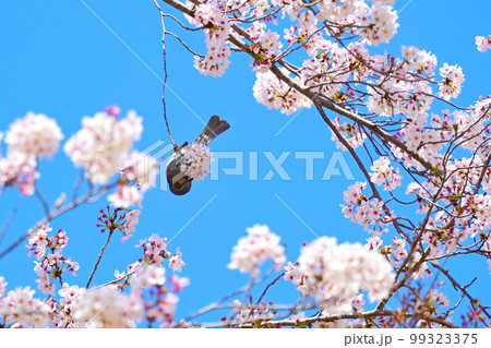愛知県桜の名所 水源公園の桜と野鳥 愛知県桜の名所 水源公園の桜と野鳥 99323375