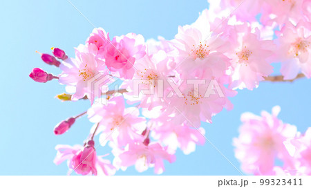 鮮やかで美しい水源公園の桜 鮮やかで美しい水源公園の桜 99323411