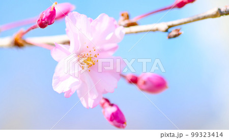 鮮やかで美しい水源公園の桜 99323414