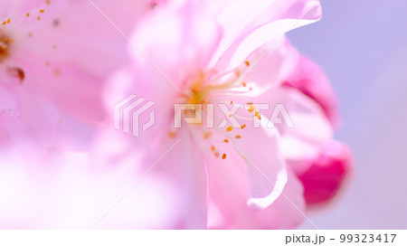 鮮やかで美しい水源公園の桜 99323417