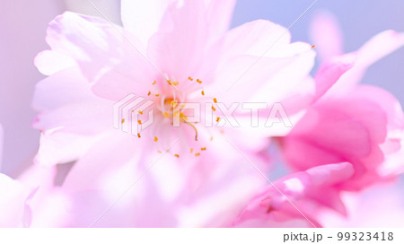 鮮やかで美しい水源公園の桜 鮮やかで美しい水源公園の桜 99323418