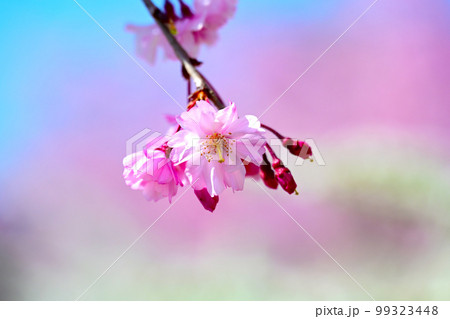 鮮やかで美しい水源公園の桜 鮮やかで美しい水源公園の桜 99323448