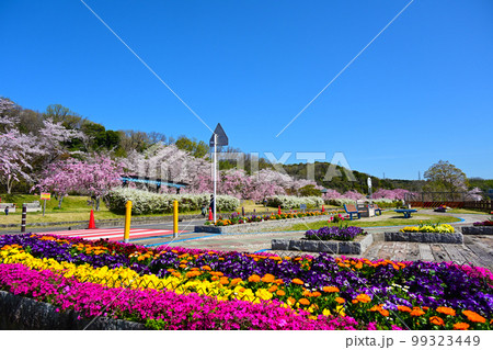 愛知県豊田市水源公園 満開の桜 愛知県豊田市水源公園 満開の桜 99323449