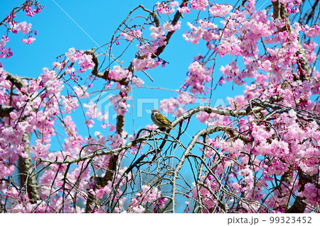美しい水源公園の桜と野鳥 美しい水源公園の桜と野鳥 99323452