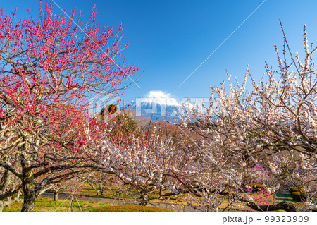 【静岡県】 富士山 梅の花 岩本山公園 【静岡県】 富士山 梅の花 岩本山公園 99323909