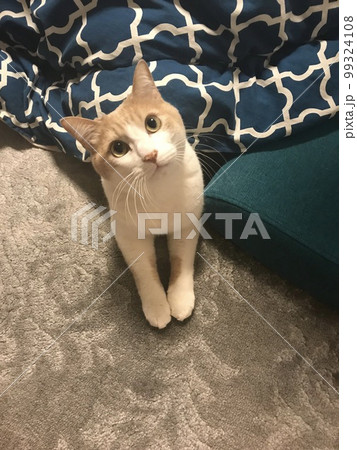 コタツから出てポーズする猫 99324108