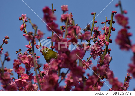 紅梅とメジロ 紅梅とメジロ 99325778