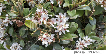 シャリンバイ シャリンバイ 99326069