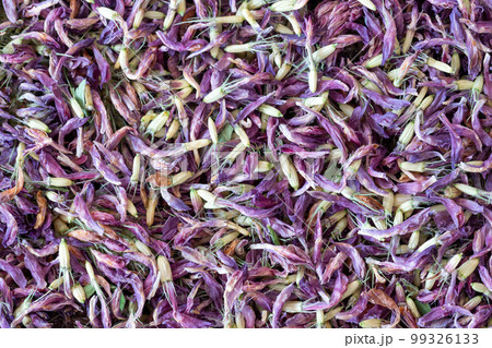 Dried red clover herb background, top view, Trifolium macro texture. 99326133