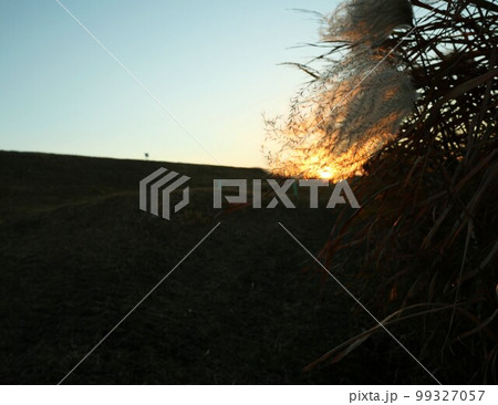 夕日色のすすき 夕日色のすすき 99327057