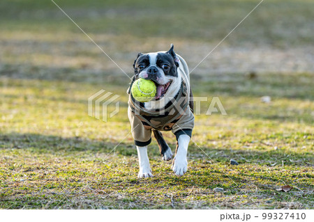ボール遊びするボストン・テリア 99327410
