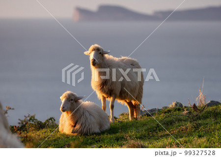 Herd of Sheep on the green grass by the Sea Coast. Sardinia, Italy. 99327528