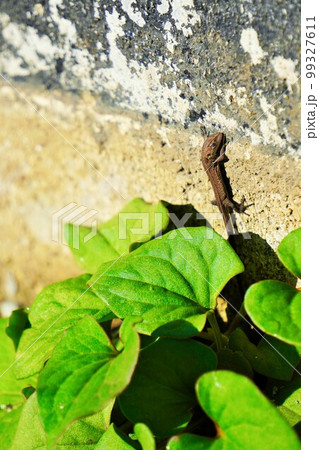 ドクダミの葉の陰から出て目をつむって日光浴する茶色の小さいカナヘビ、縦 ドクダミの葉の陰から出て目をつむって日光浴する茶色の小さいカナヘビ、縦 99327611