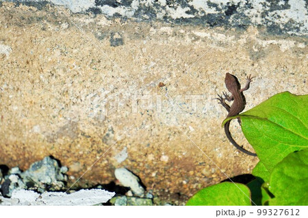 屋外の壁に張り付く茶色く小さいトカゲ 屋外の壁に張り付く茶色く小さいトカゲ 99327612